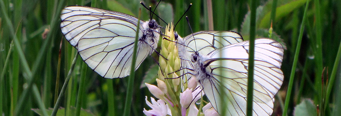 Piérides de l’aubépine