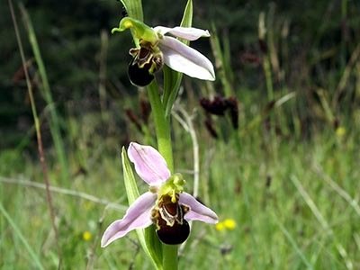 Ophrys abeille
